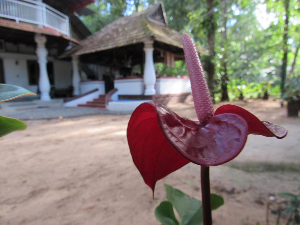 Villa Marari Dreamz Alappuzha Esterno foto